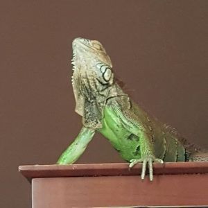 Meet your Posher, Thomas